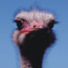 Peninsula Publishers - Ostriches